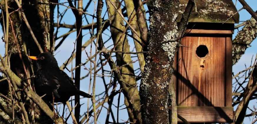 Zijn uw vogelhuisjes al gereed voor de koude periode?